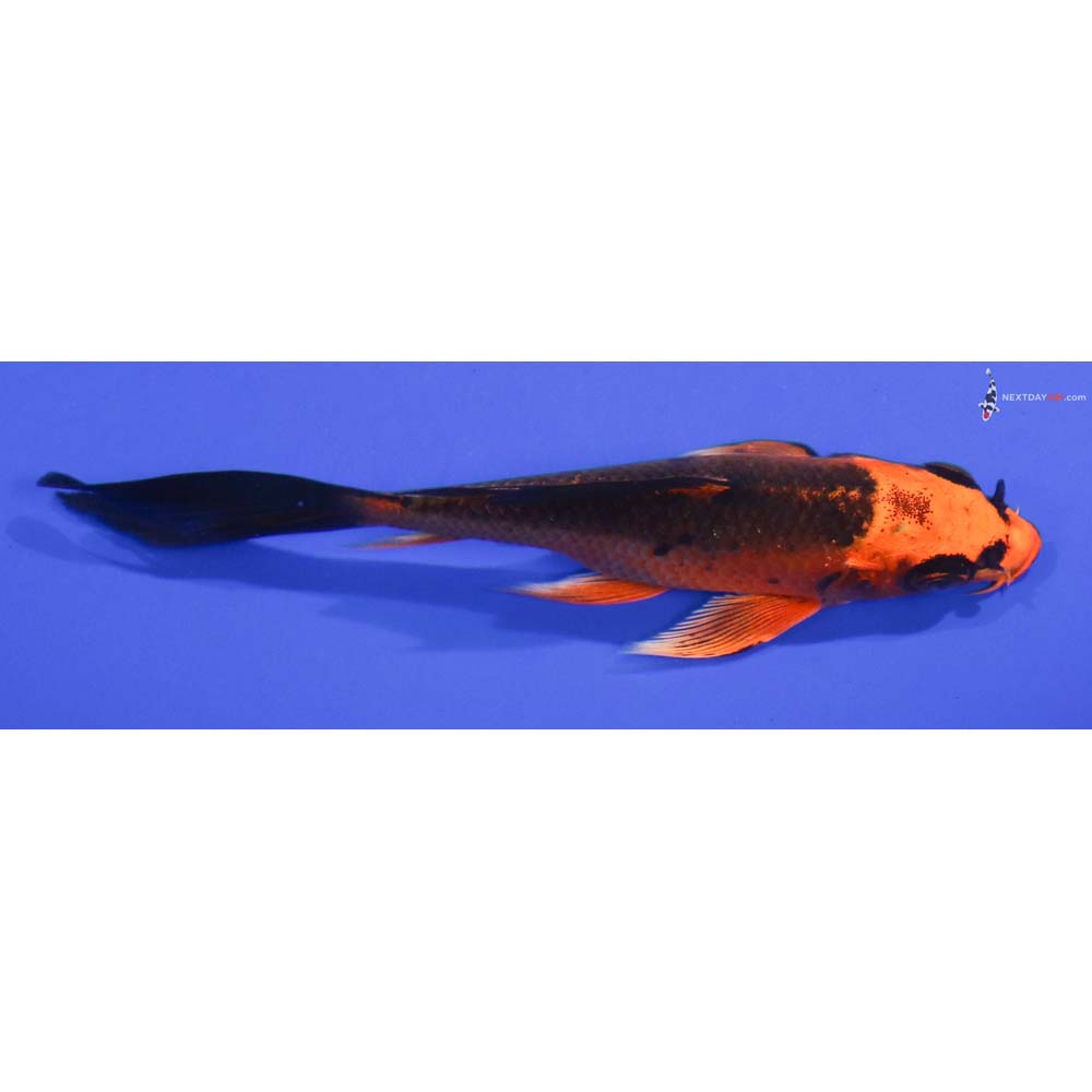 4” Imported Orenji Matsuba Butterfly Koi