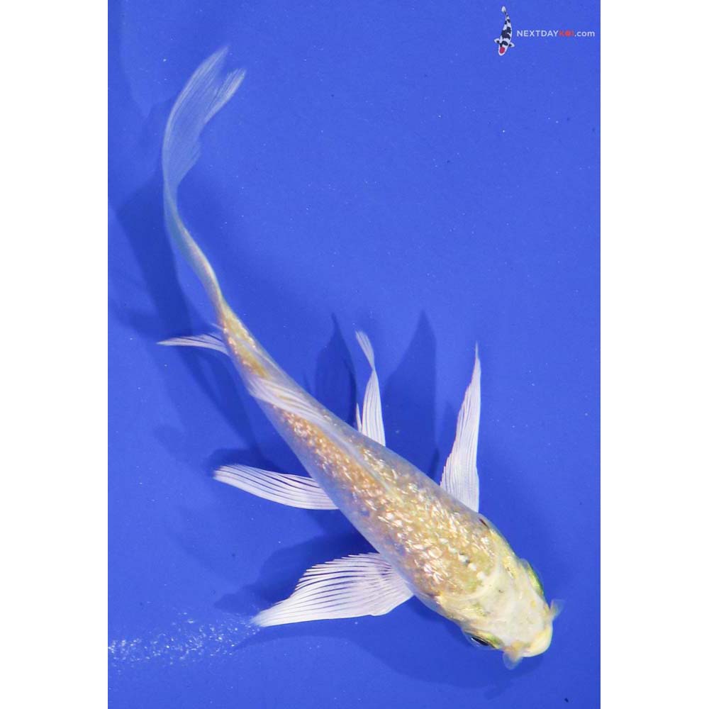 4” Imported Gin Rin Lemon Hariwake Butterfly Koi