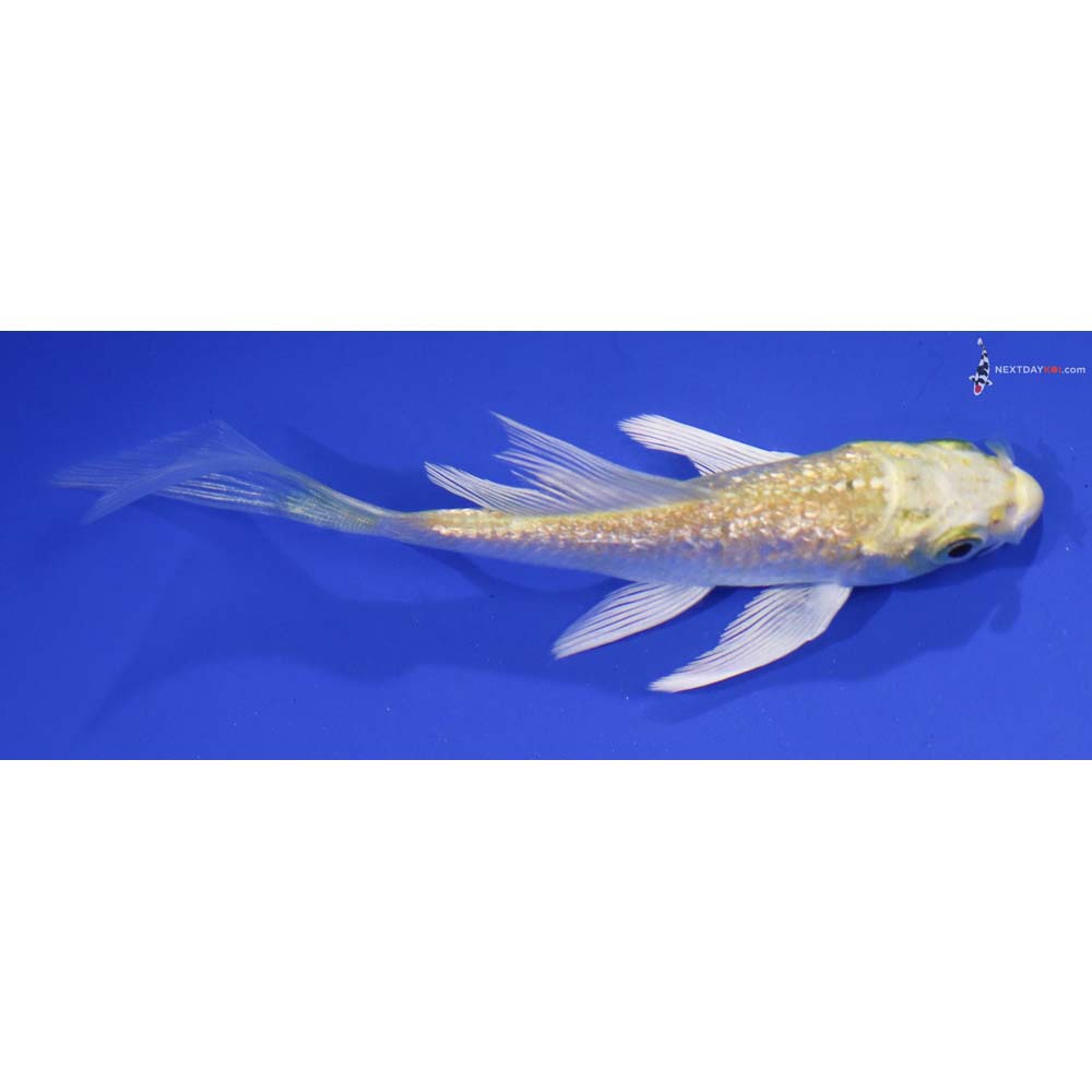 4” Imported Gin Rin Lemon Hariwake Butterfly Koi
