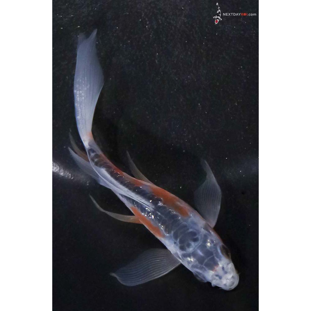 4” Imported Shusui Butterfly Koi