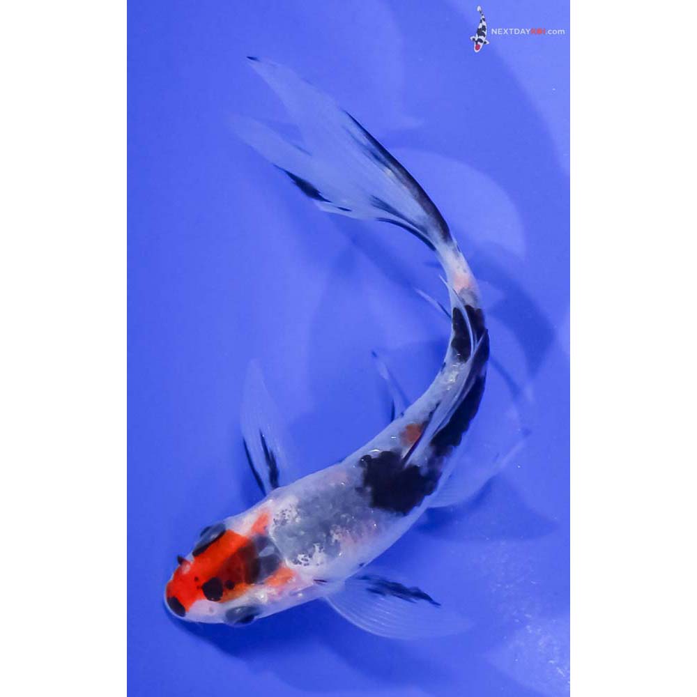4.5” Imported Sanke Butterfly Koi