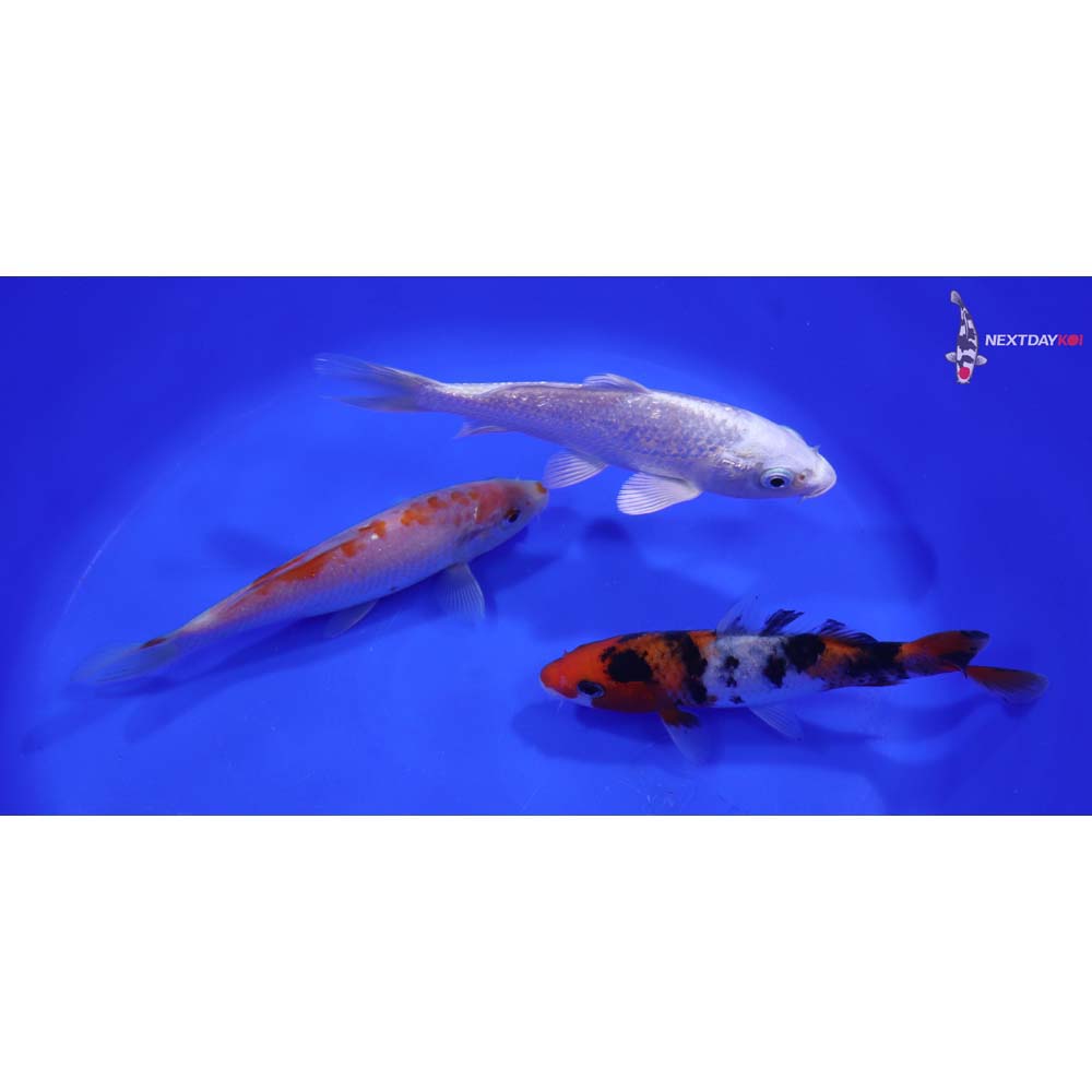Lot of (3) 5-6” Imported Assorted Koi