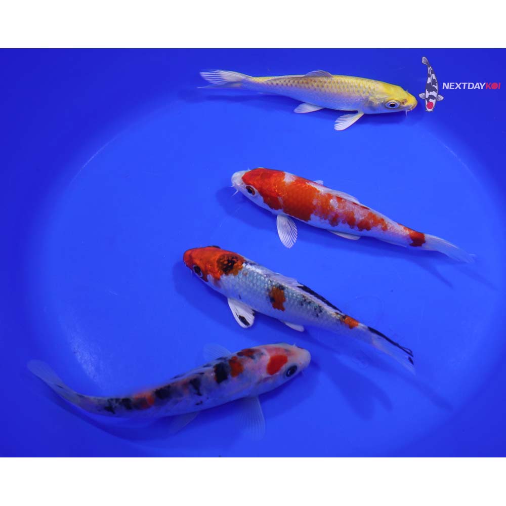 Lot of (4) 5-6” Imported Assorted Koi