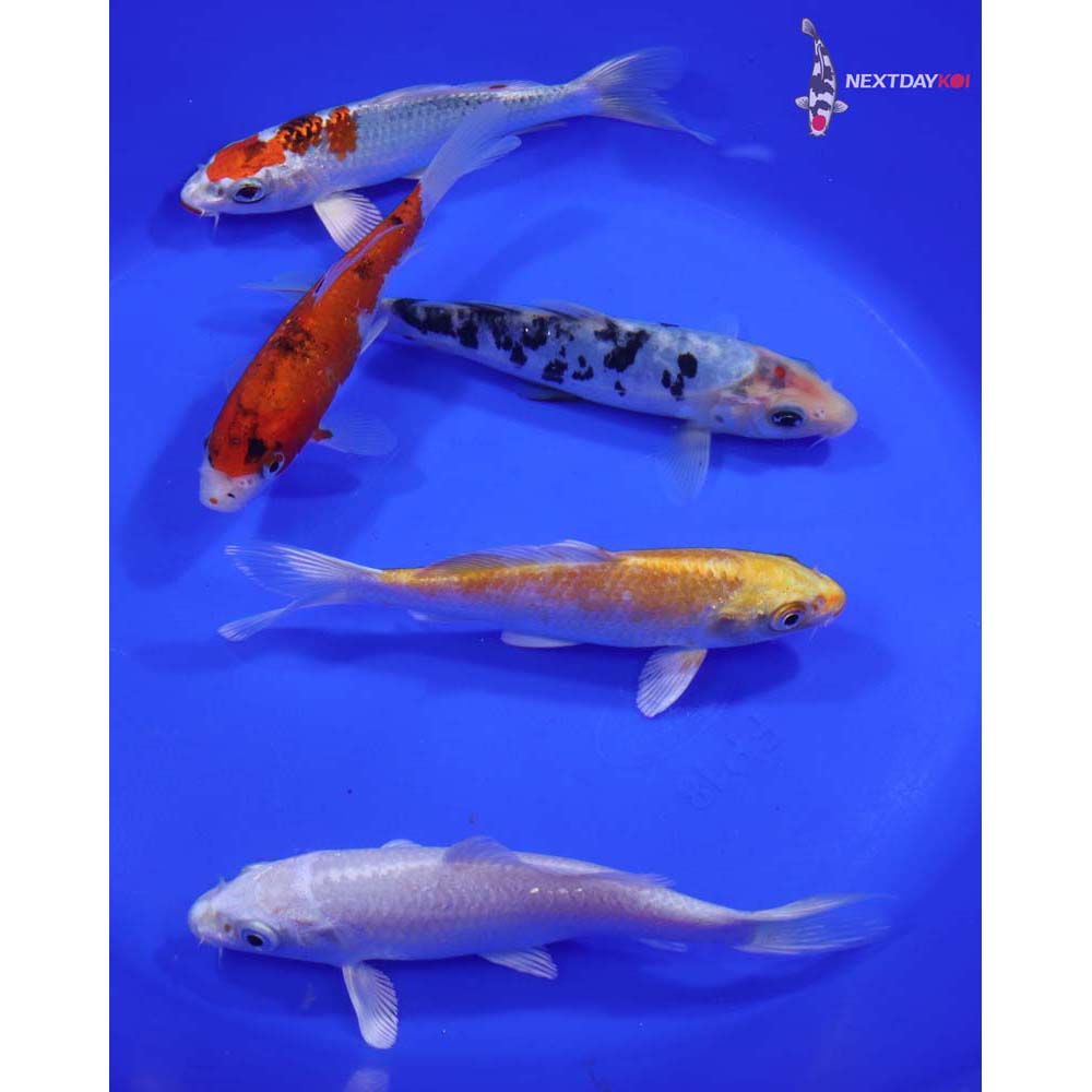 Lot of (5) 5-6” Imported Assorted Koi