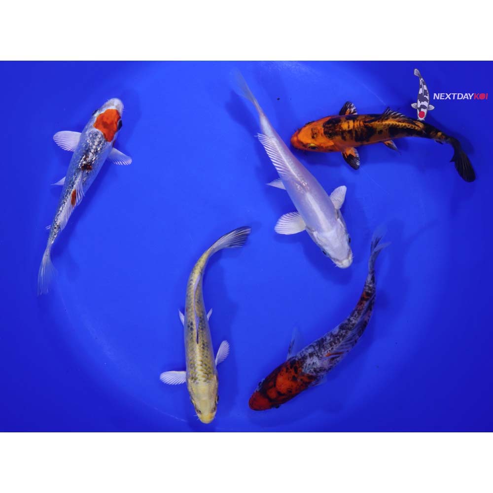 Lot of (5) 5-6” Imported Assorted Koi