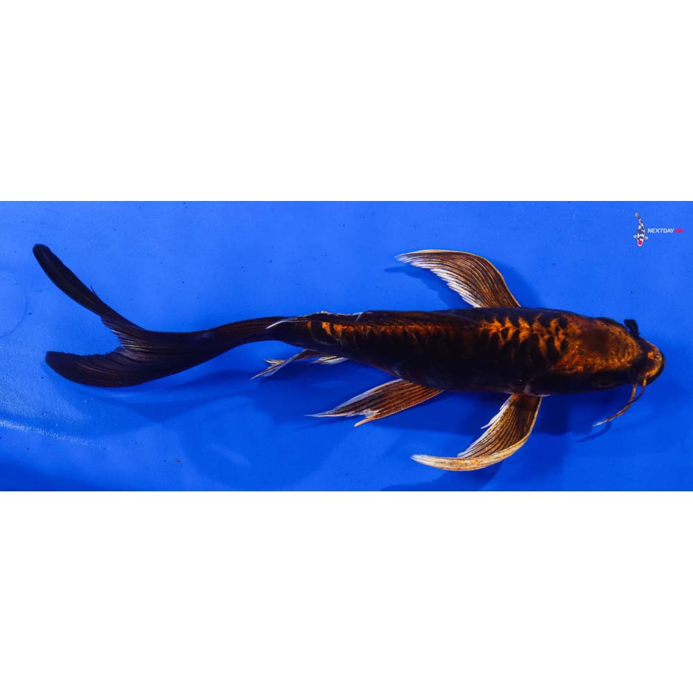 8.5” Imported Kin Kikokuryu Butterfly Koi