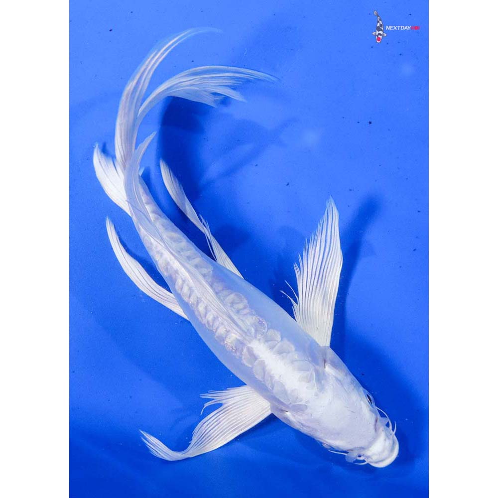8.5” Imported Doitsu Platinum Ogon Butterfly Koi