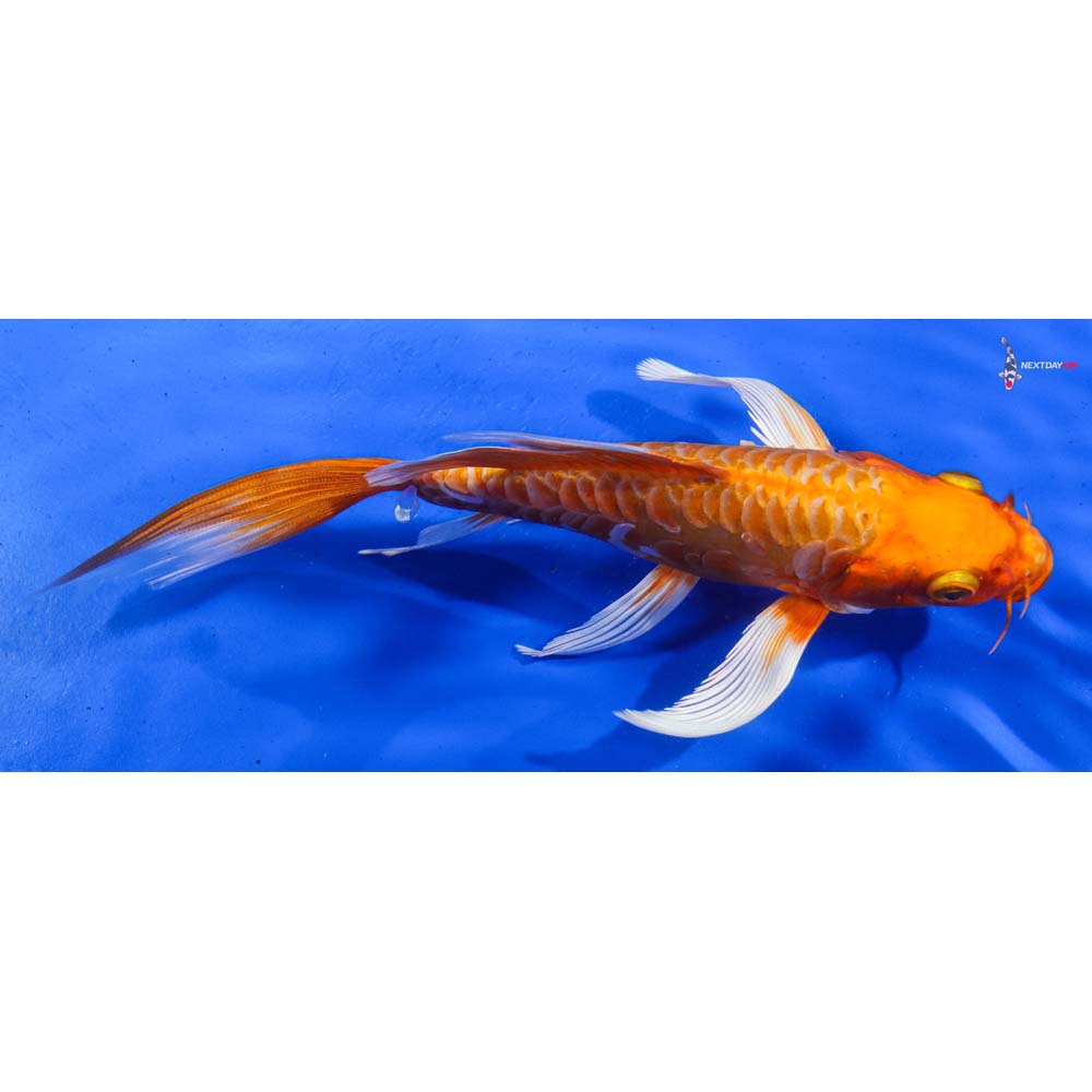 8” Imported Armor Scaled Orenji Ogon Butterfly Koi
