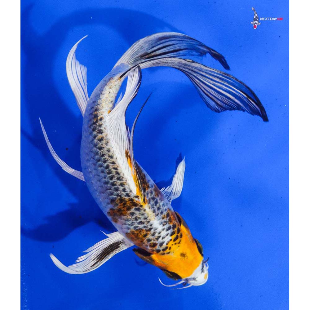 8” Imported Kujaku Butterfly Koi