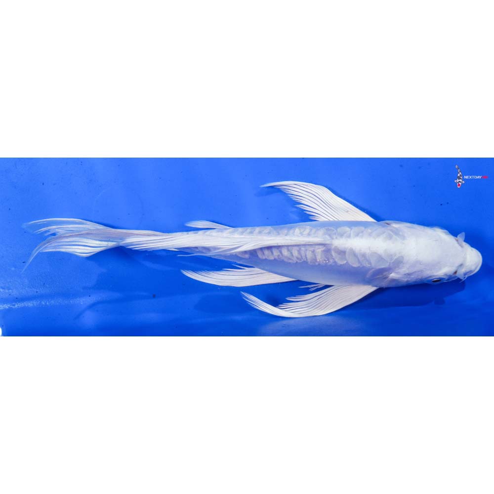 8.5” Imported Doitsu Platinum Ogon Butterfly Koi