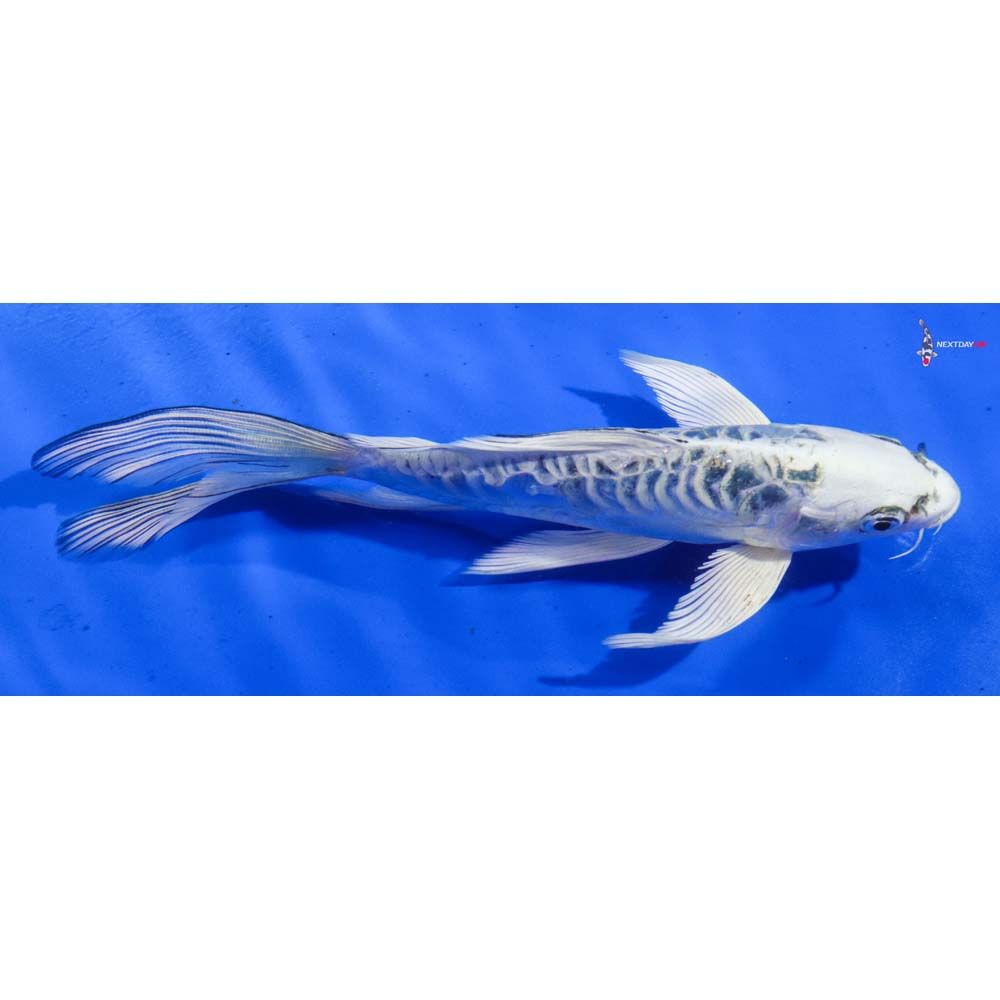 8” Imported Doitsu Gin Matsuba Butterfly Koi