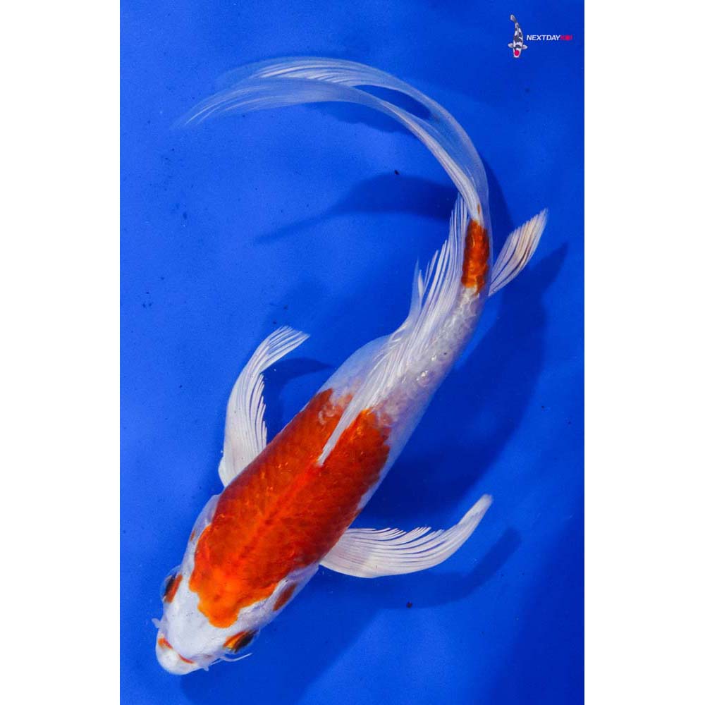 8” Imported Hariwake Butterfly Koi