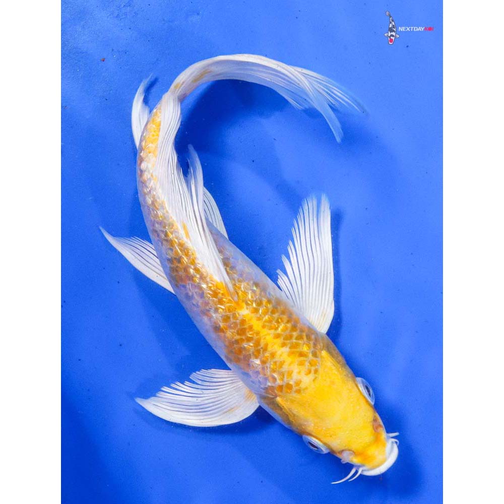8” Imported Gin Rin Lemon Hariwake Butterfly Koi