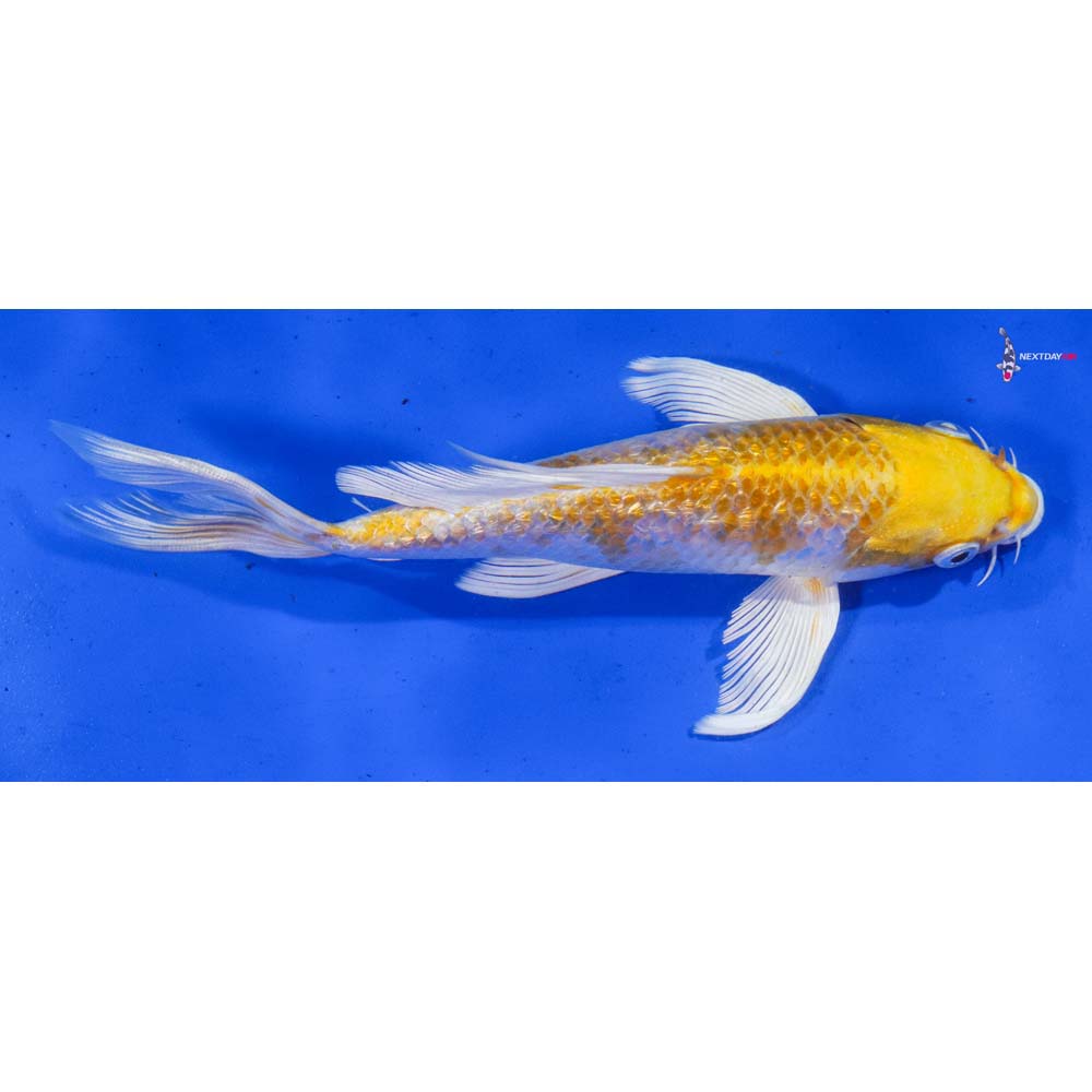8” Imported Gin Rin Lemon Hariwake Butterfly Koi