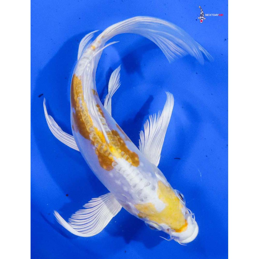 7.5” Imported Doitsu Lemon Hariwake Butterfly Koi