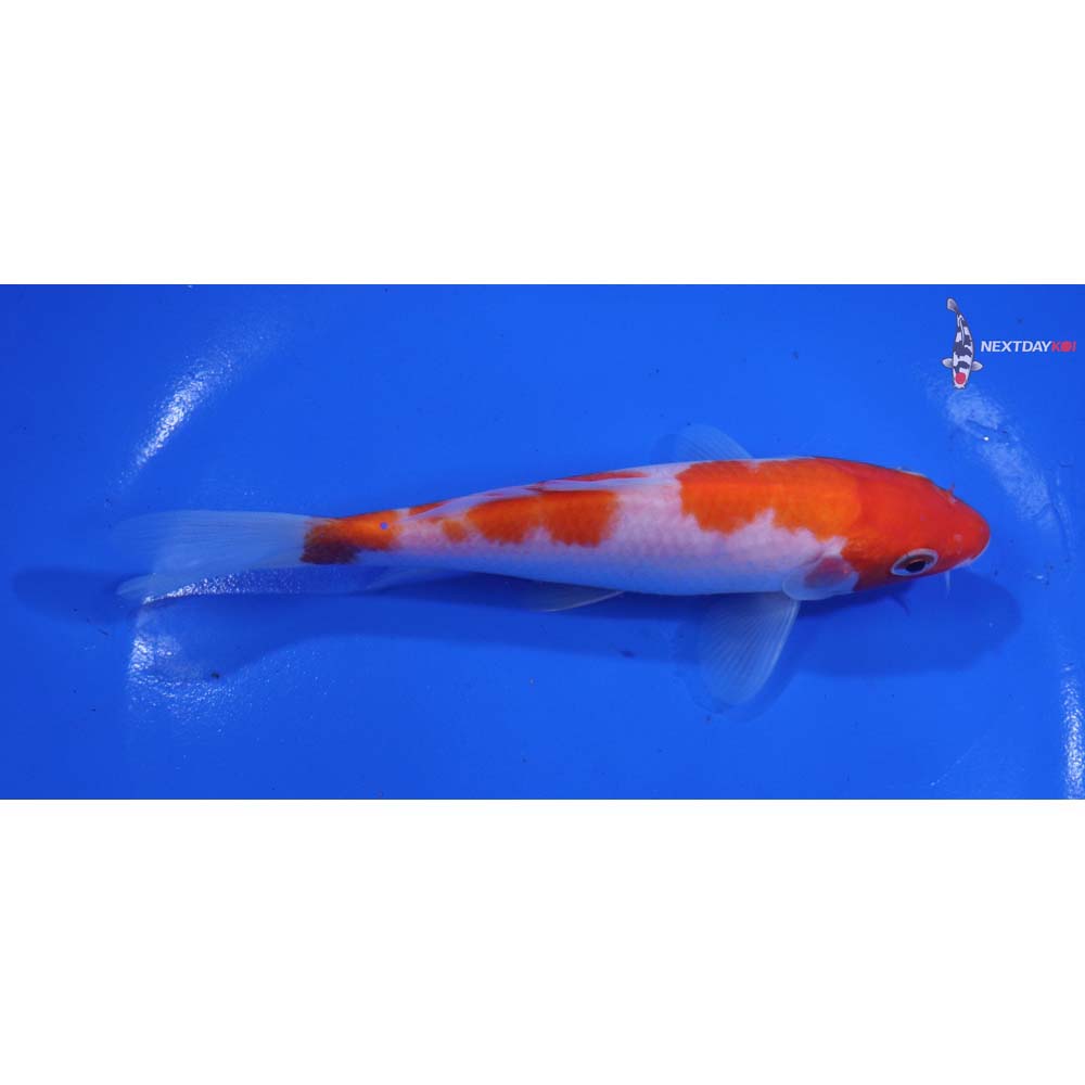 5.5” Imported Kohaku
