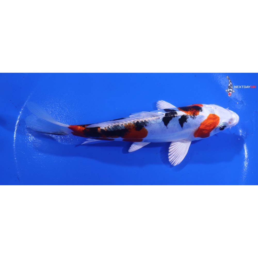 5.5” Imported Heisei Nishiki