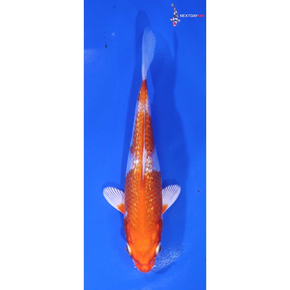 5.5” Imported Gin Rin Hariwake