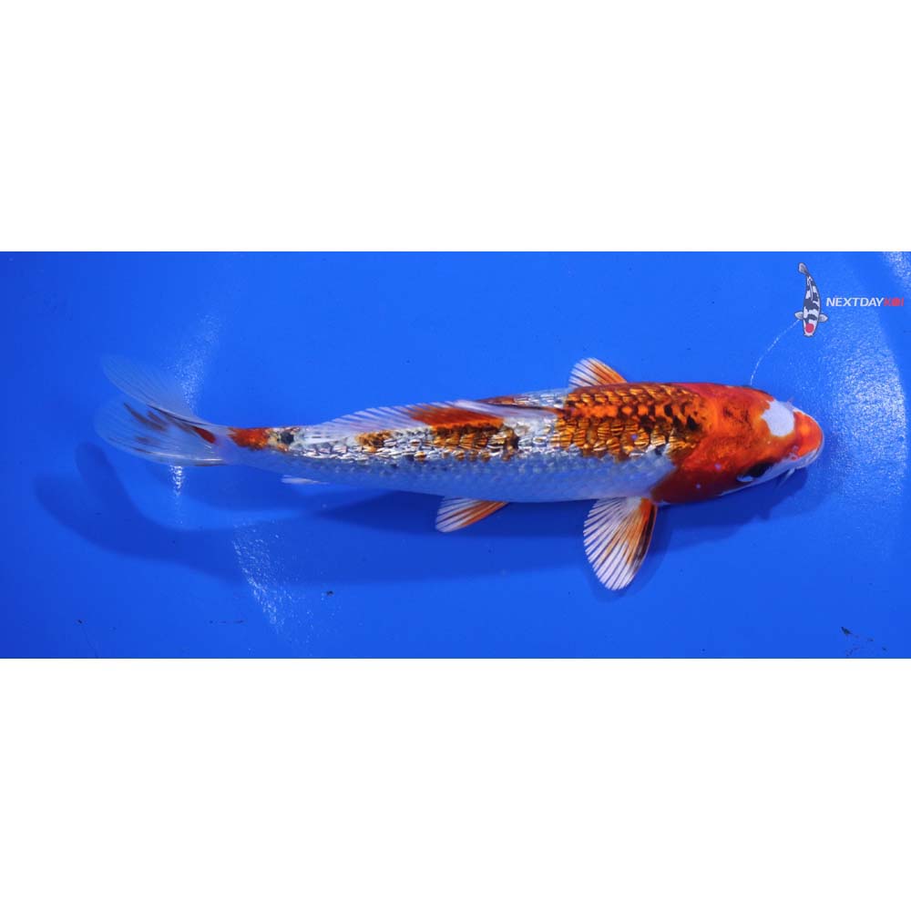 5.5” Imported Gin Rin Kujaku