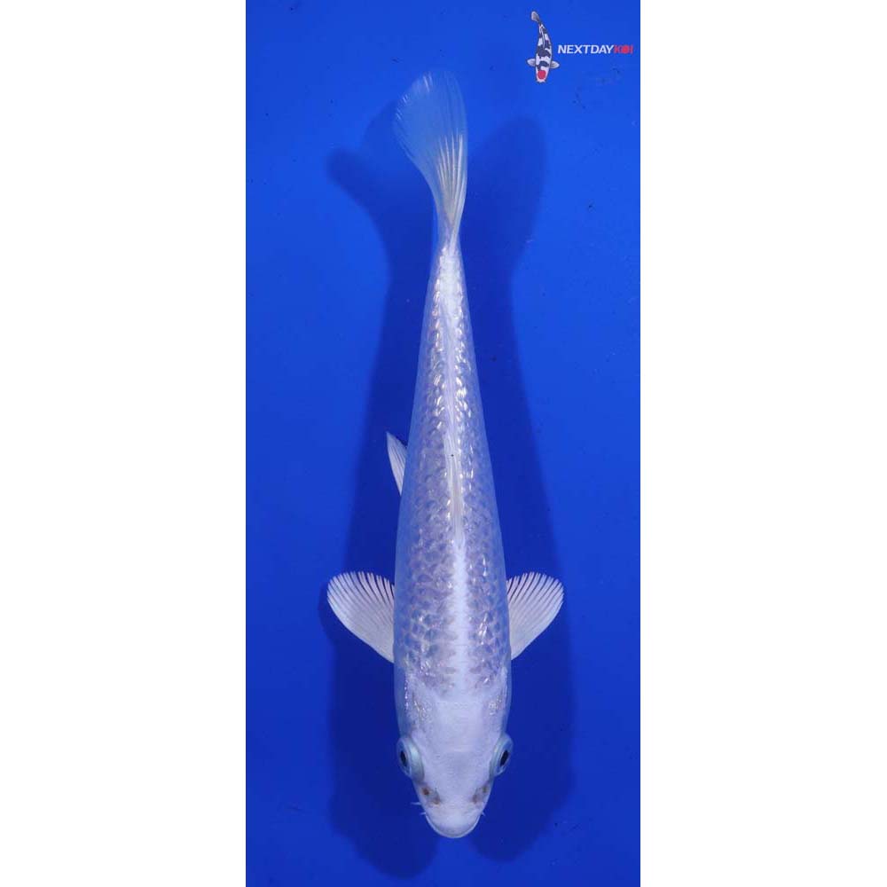 5.5” Imported Platinum Ogon