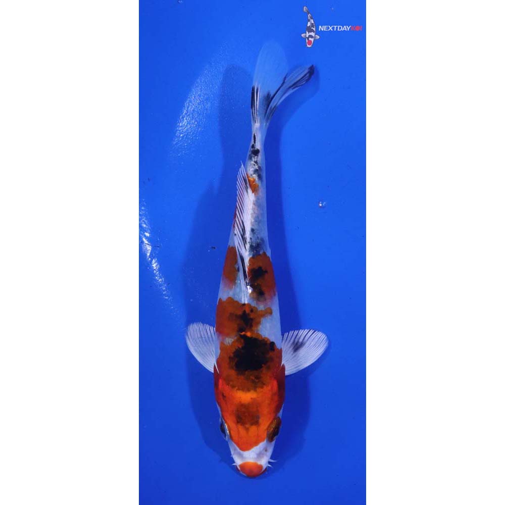 5.5” Imported Yamato Nishiki