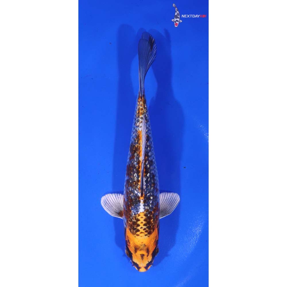 6” Imported Gin Rin Kujaku