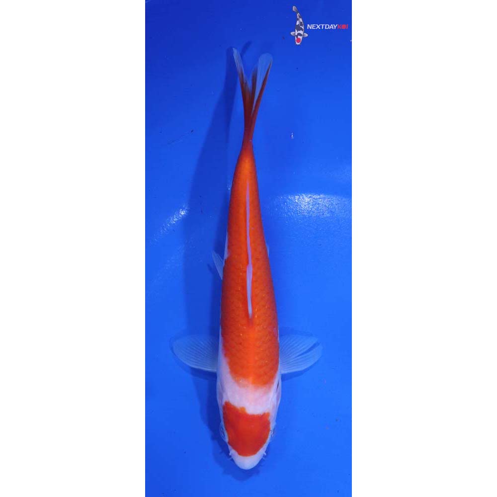 6” Imported Kohaku