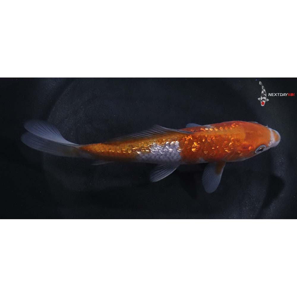 6” Imported Gin Rin Ochiba Shigure