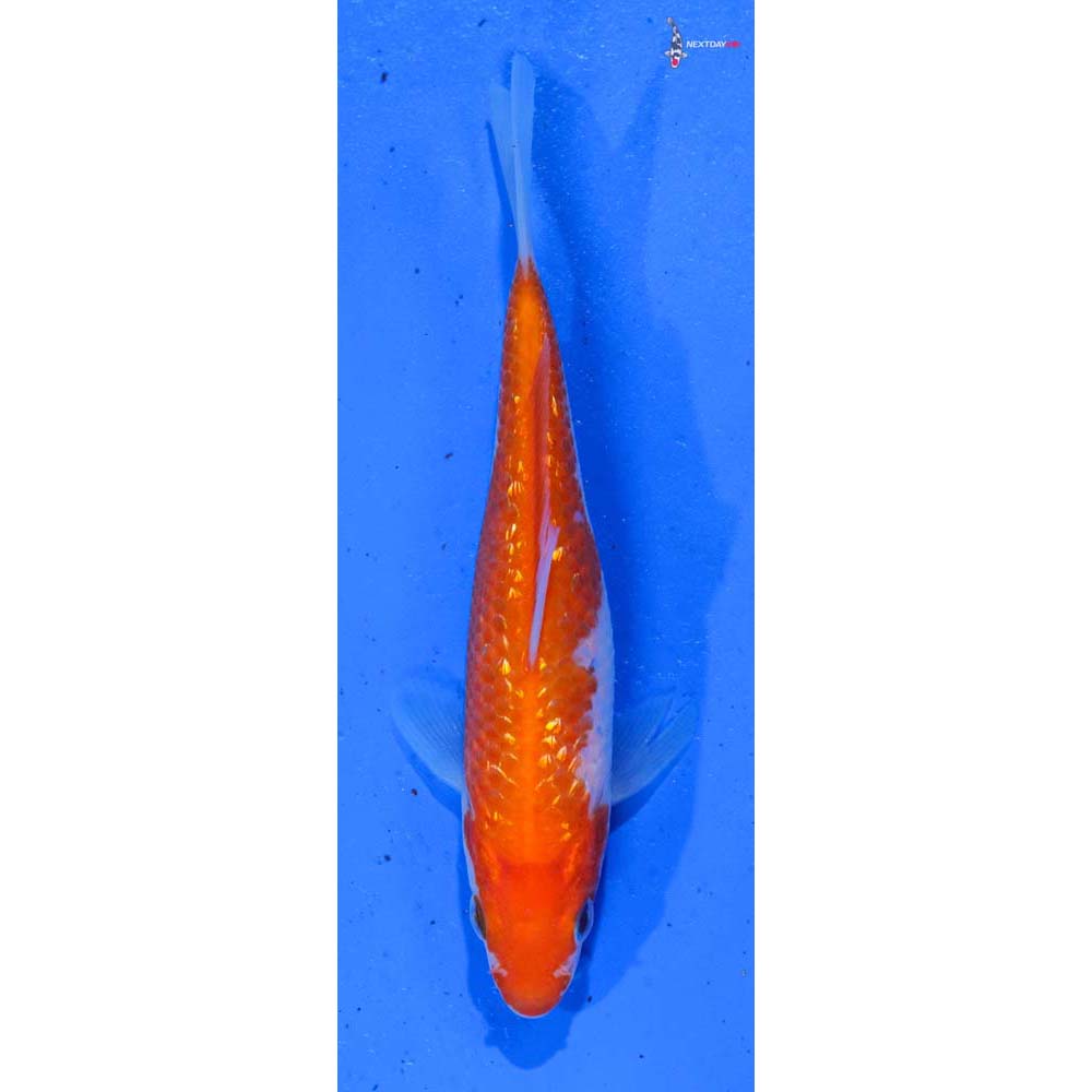 4.5” Imported Gin Rin Kohaku