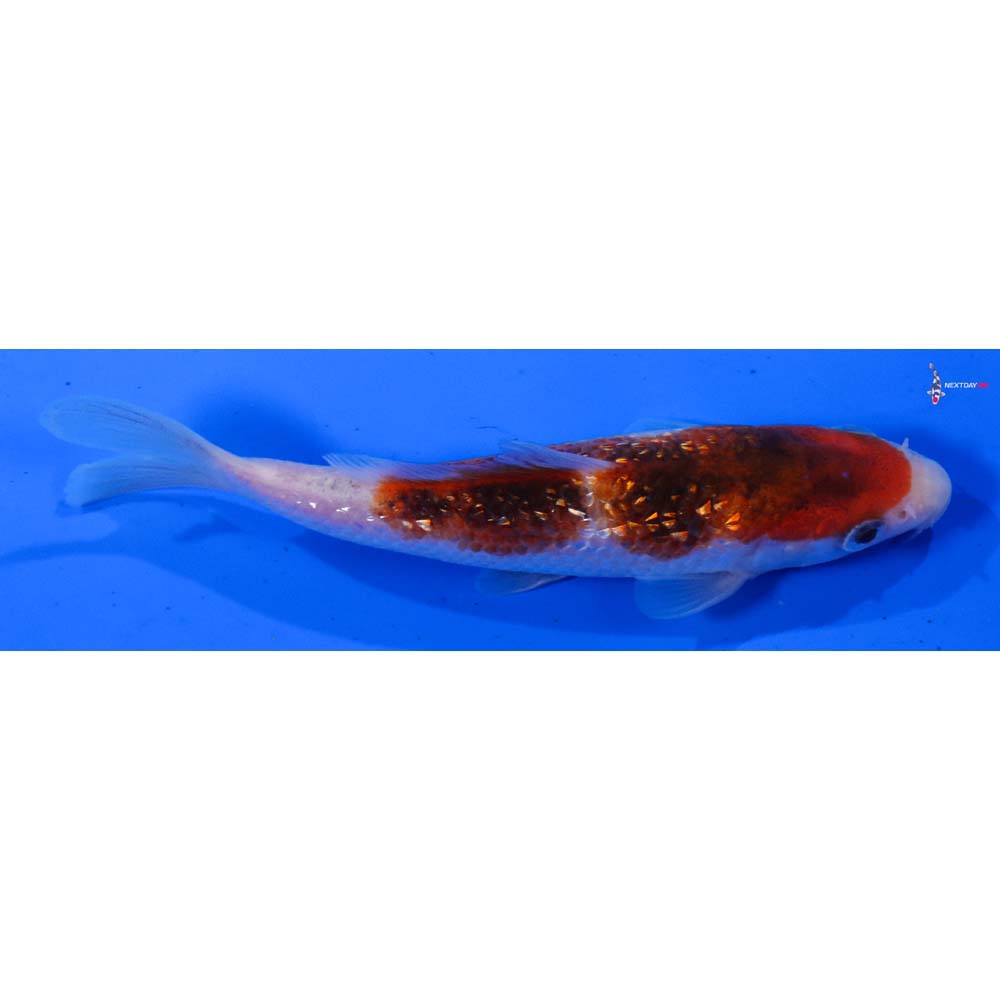 4.5” Imported Gin Rin Goromo