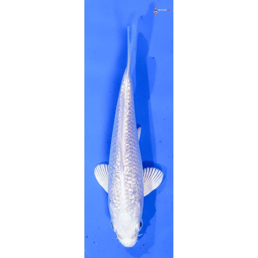 4.5” Imported Gin Rin Platinum Ogon