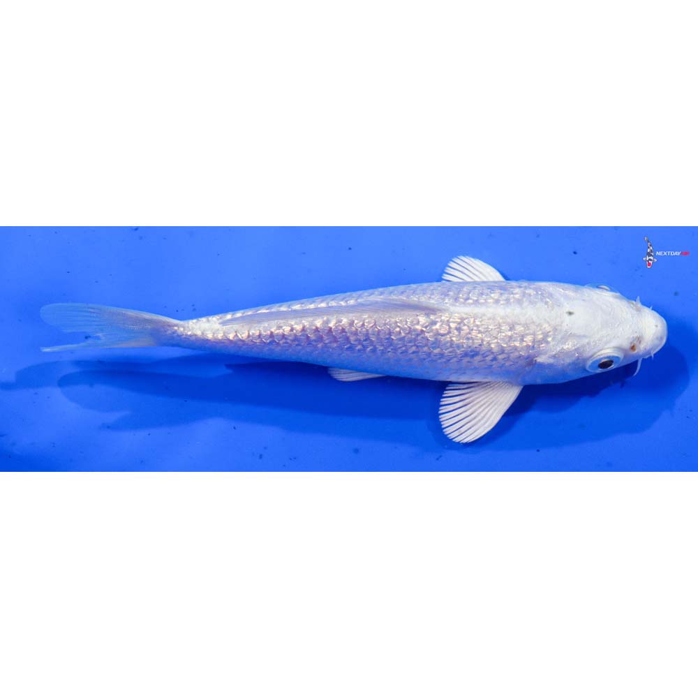 4.5” Imported Gin Rin Platinum Ogon