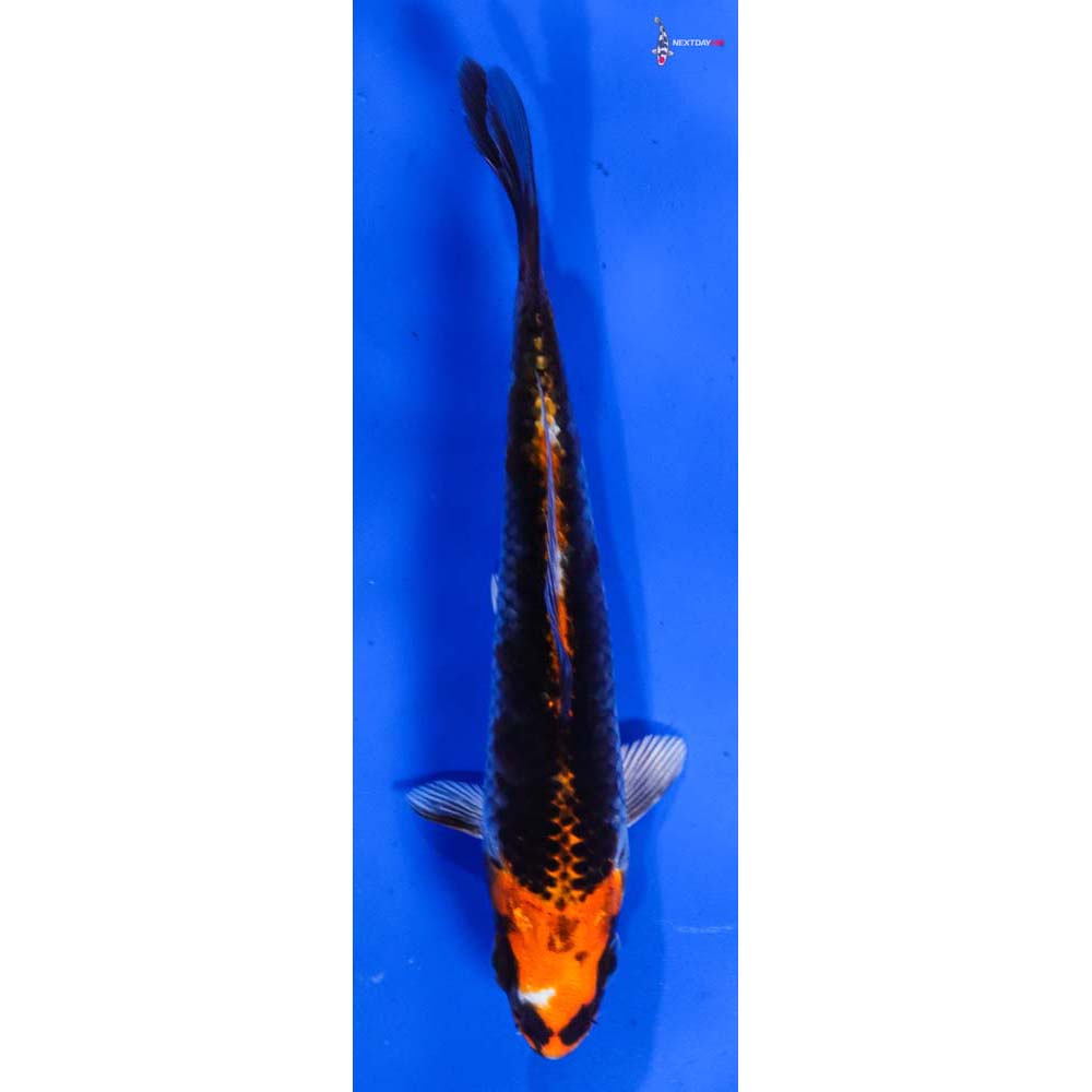 4.5” Imported Kujaku