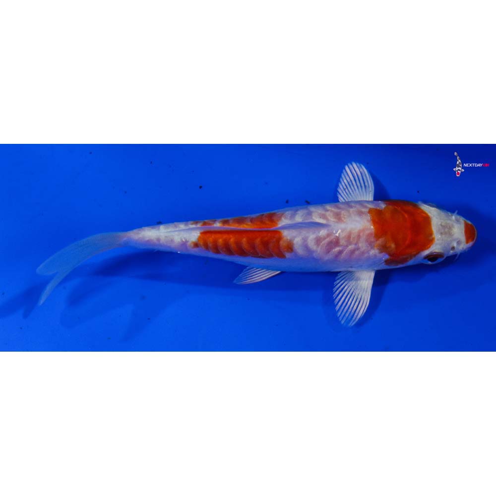 4” Imported Kikusui