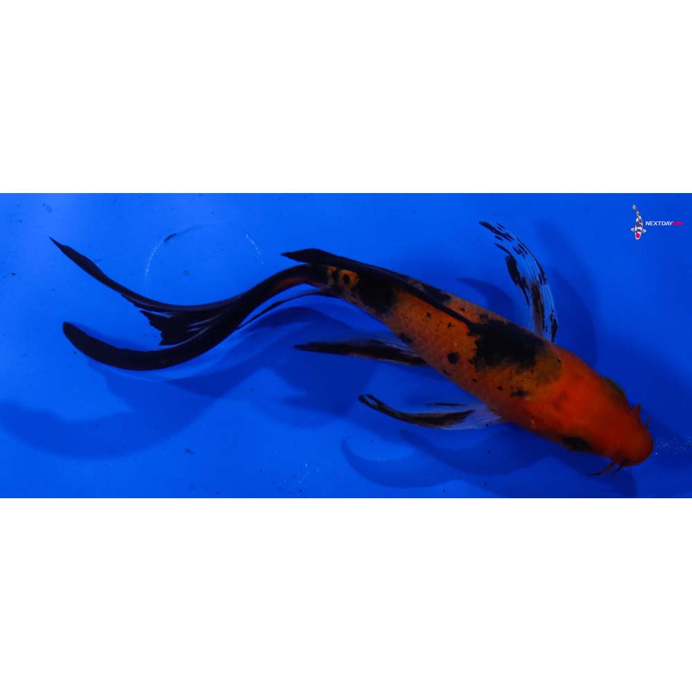 5.5” Imported Aka Bekko Butterfly Koi