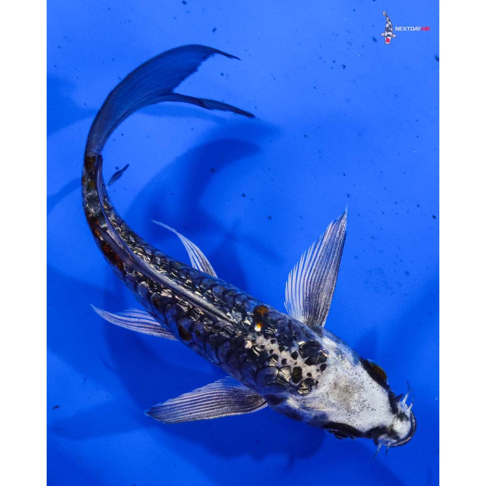 5.5” Imported Armor Scaled Gin Rin Kujaku Butterfly Koi