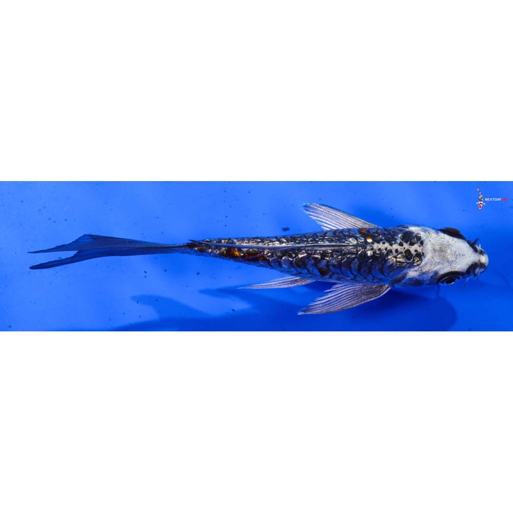 5.5” Imported Armor Scaled Gin Rin Kujaku Butterfly Koi