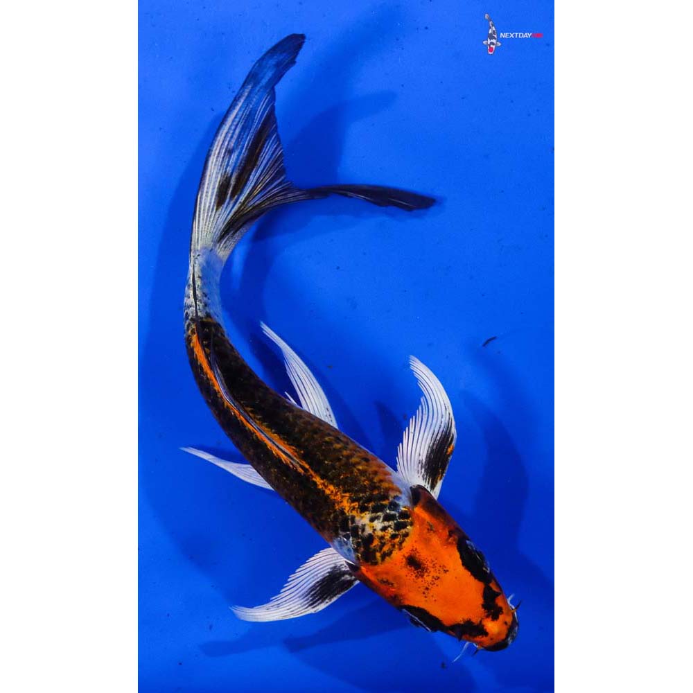 5.5” Imported Kujaku Butterfly Koi