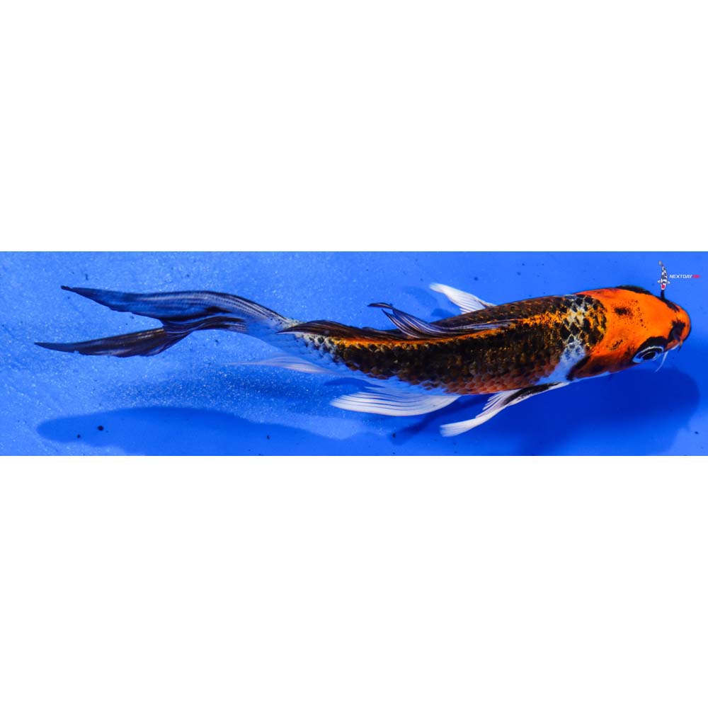 5.5” Imported Kujaku Butterfly Koi