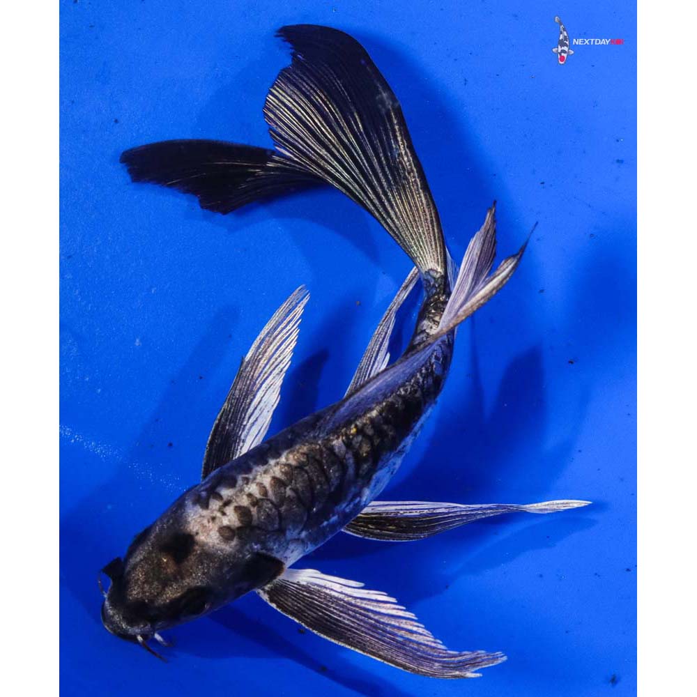 6” Imported Kikokuryu Butterfly Koi