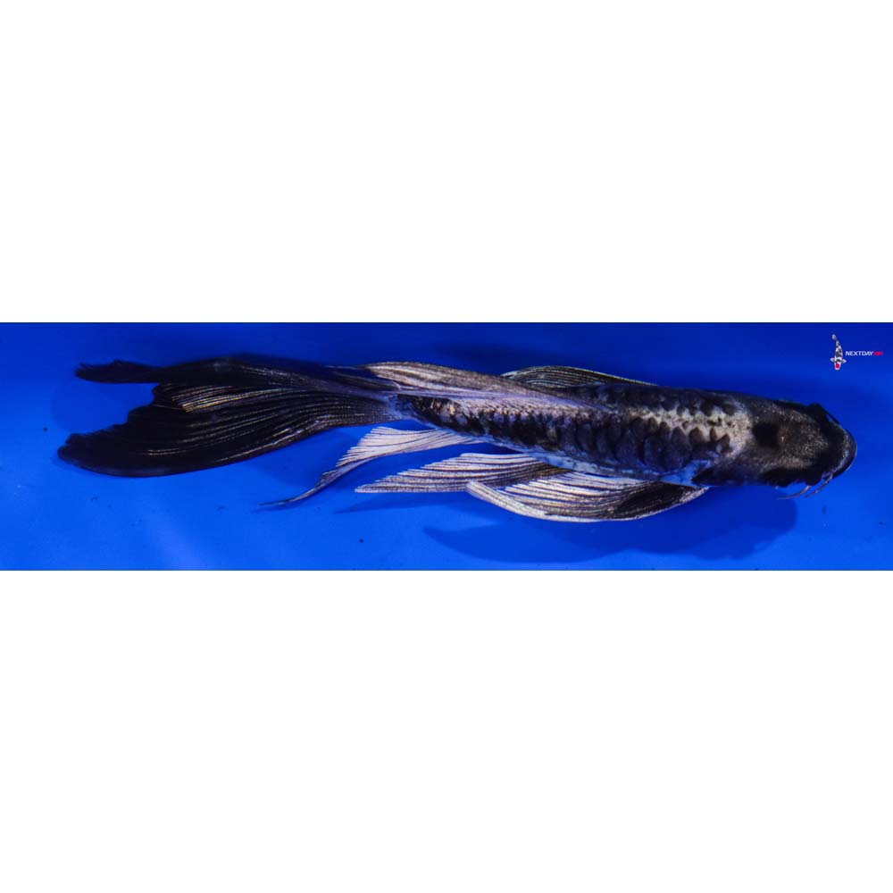 6” Imported Kikokuryu Butterfly Koi