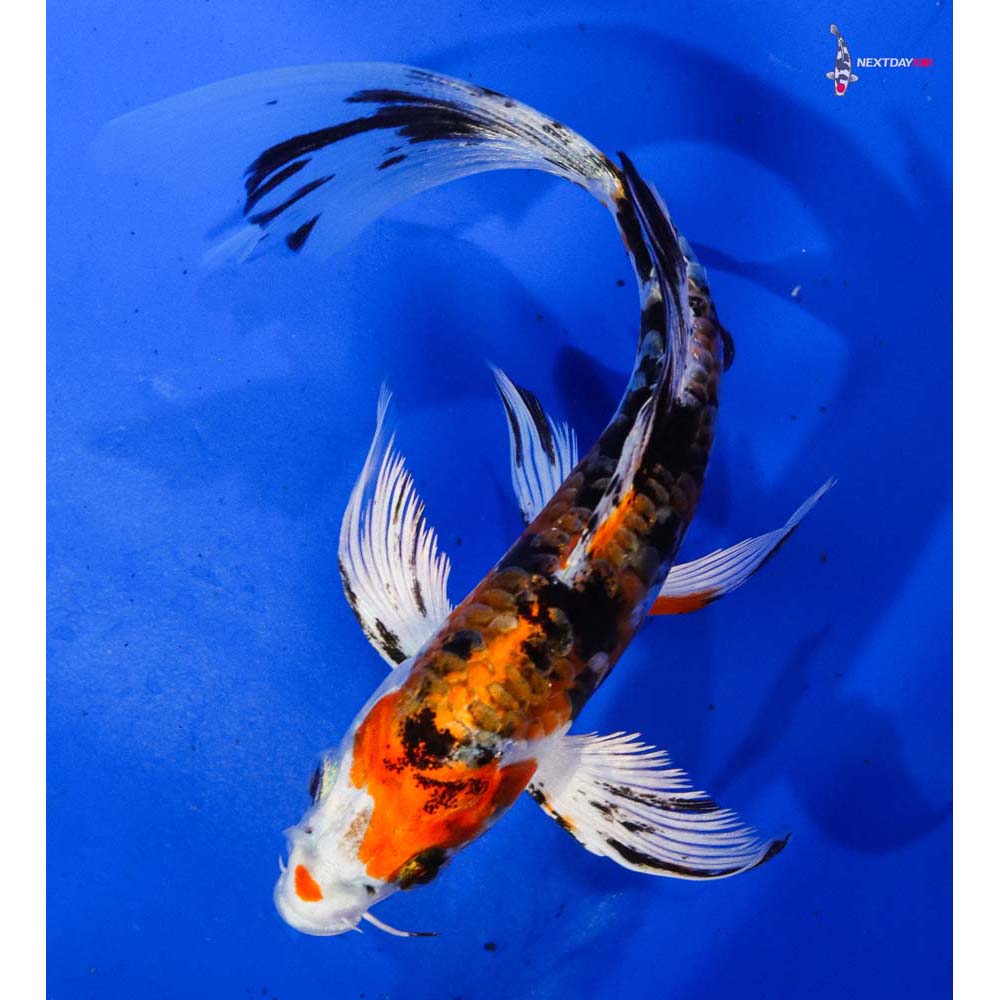 6” Imported Heisei Nishiki Butterfly Koi