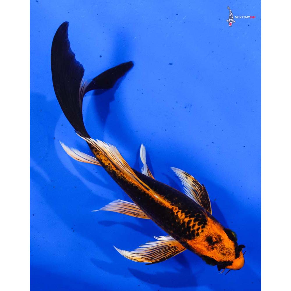 6” Imported Orenji Matsuba Butterfly Koi