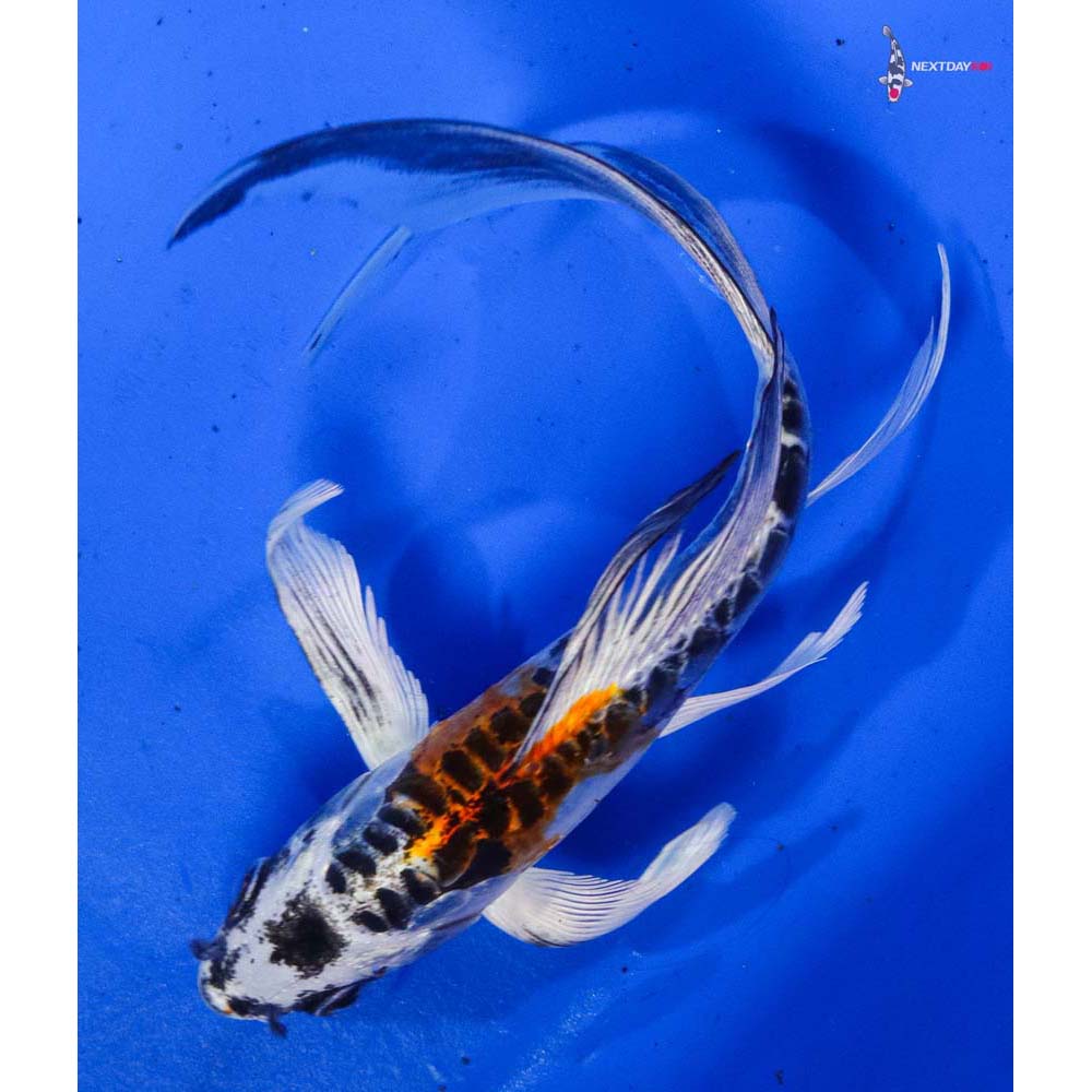 6.5” Imported Doitsu Kujaku Butterfly Koi