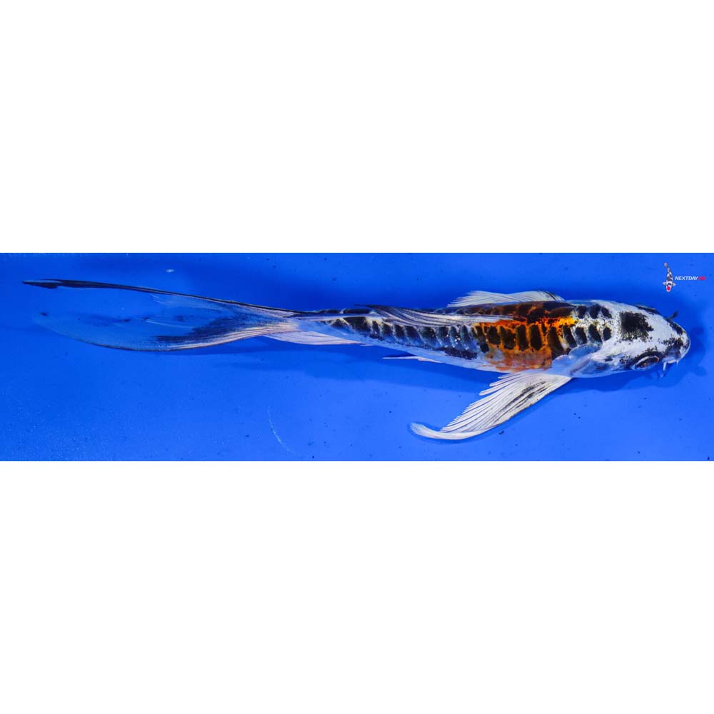 6.5” Imported Doitsu Kujaku Butterfly Koi