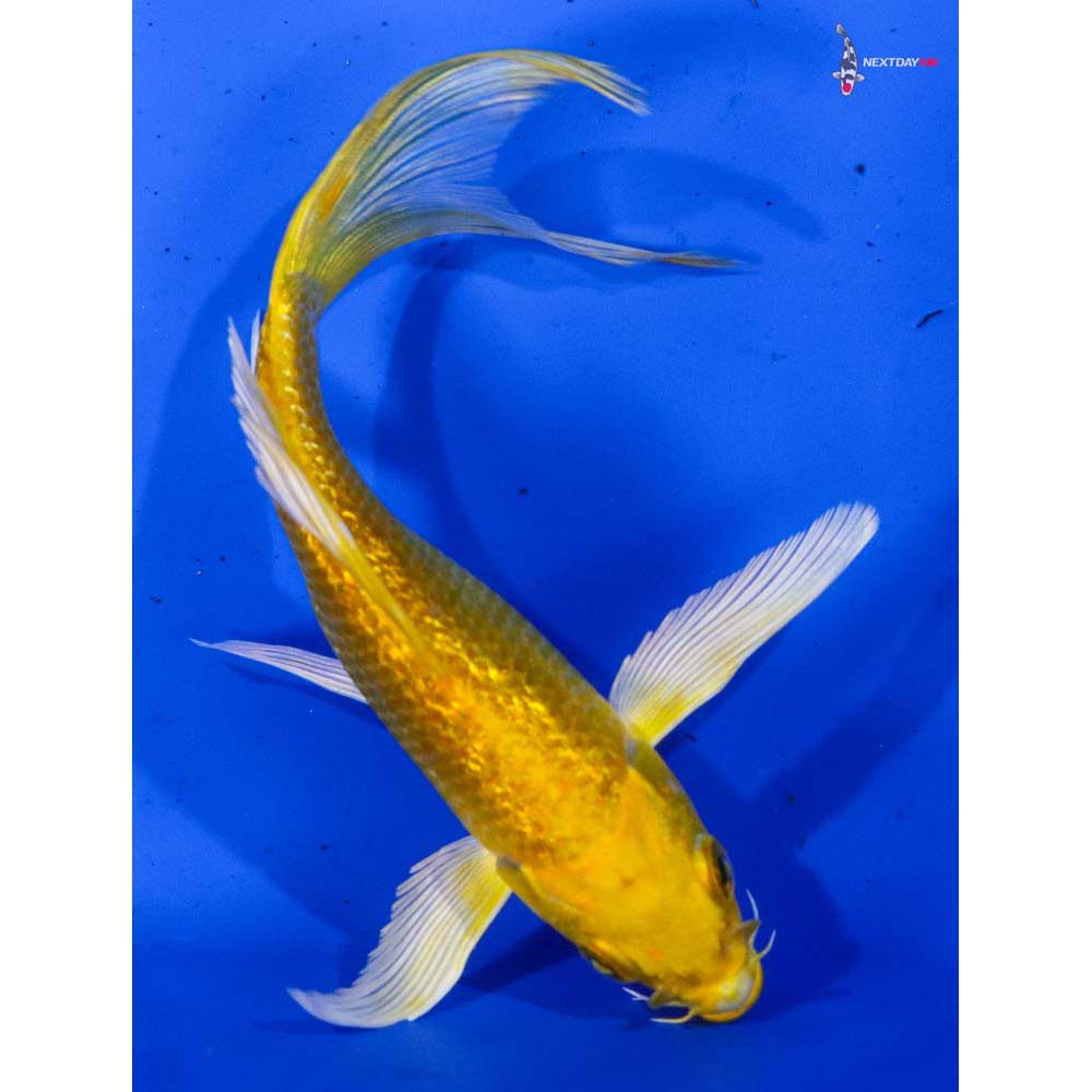 5.5” Imported Gin Rin Yamabuki Ogon Butterfly Koi
