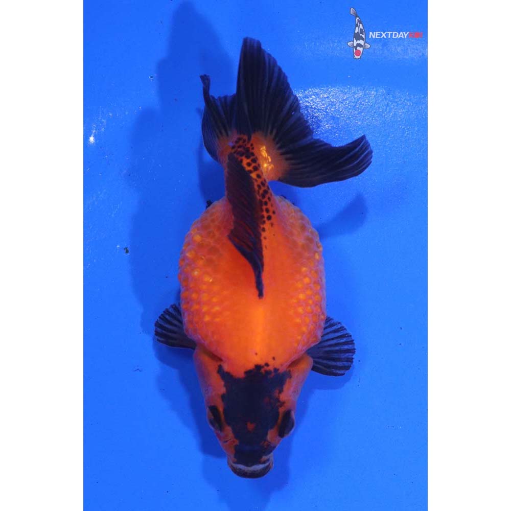 3” Imported Red and Black Pearlscale