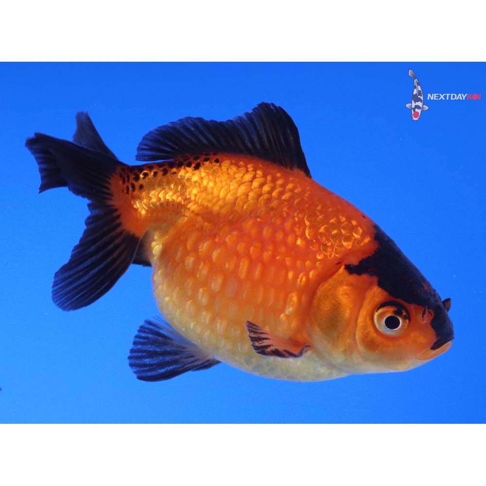 3” Imported Red and Black Pearlscale