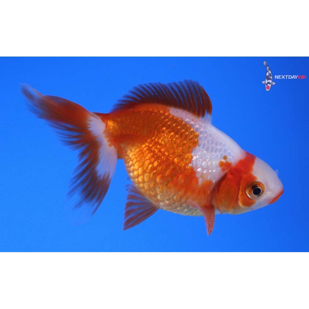 3.5” Imported Male Red and White Pearlscale