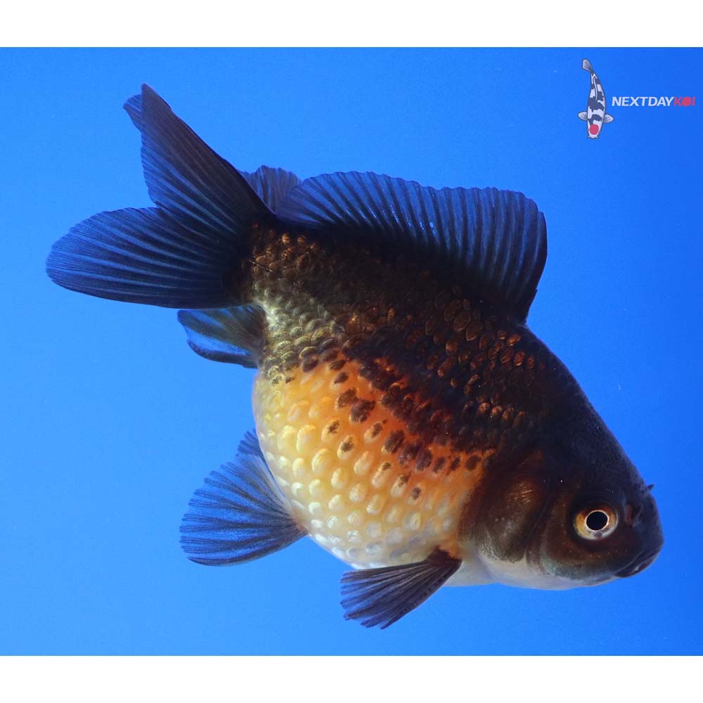 3.5” Imported Male Red and Black Pearlscale